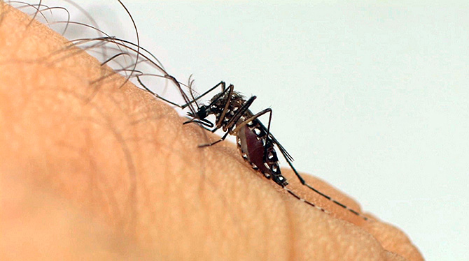 aedes_aegypti